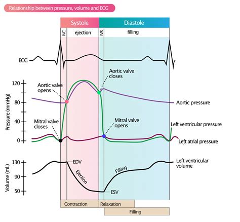 lv pressure curve|Lv end diastolic pressure.